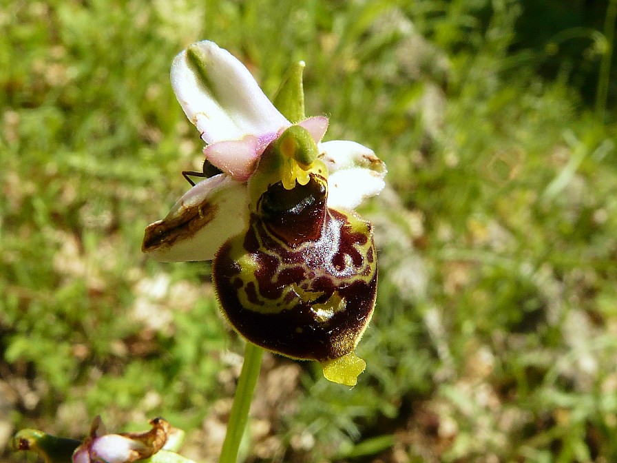 Variabilita'' di Ophrys holosericea (=O. fuciflora)....